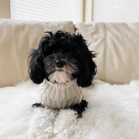 Boots & Barkley Dog or Cat Sweater Pet Apparel Beige Up to 20 lbs Size S Small - Picture 8 of 12